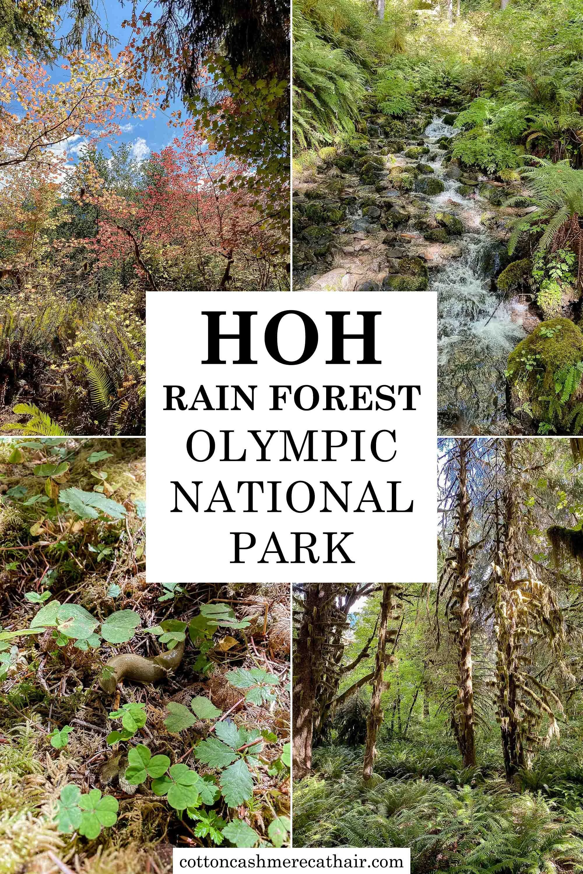 Best hikes 2025 hoh rainforest